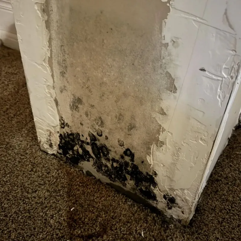 Professional Mold Removal in Hunter, OH
